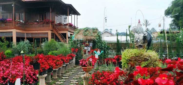 Taman Bunga Begonia Lembang Bandung