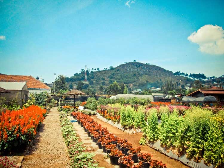 Taman Bunga Begonia Lembang Bandung