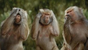 jenis video youtube animal-monkey_00214527-e1375189304990