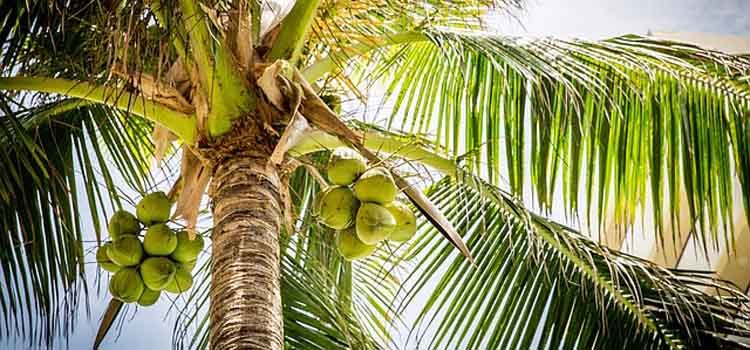 usaha es kelapa muda