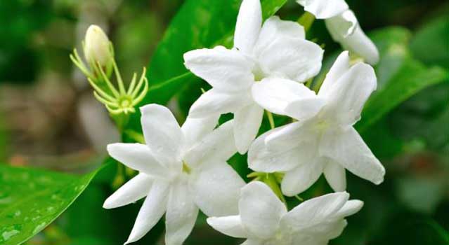 Tanaman Pekarangan Yang Bisa Membuat Wanita Cantik Alami