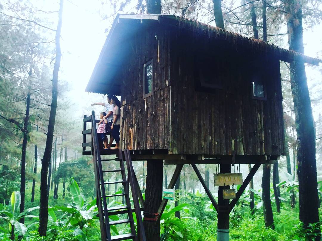 rumah pohon the pines
