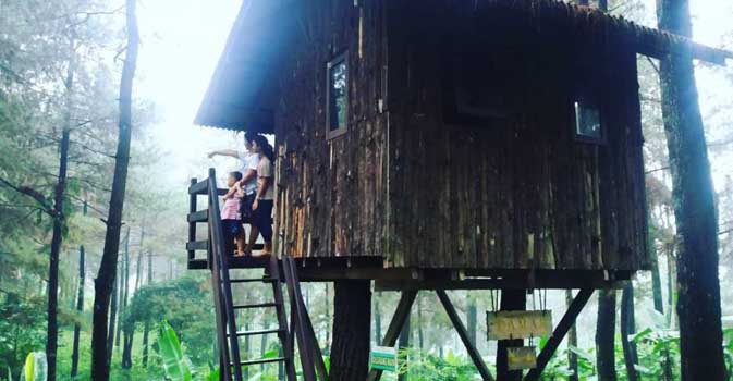 rumah pohon