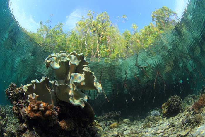 tempat wisata raja ampat