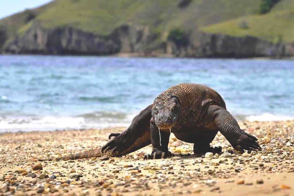 Taman Nasional Komodo
