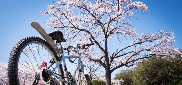 Wisata Bunga Sakura