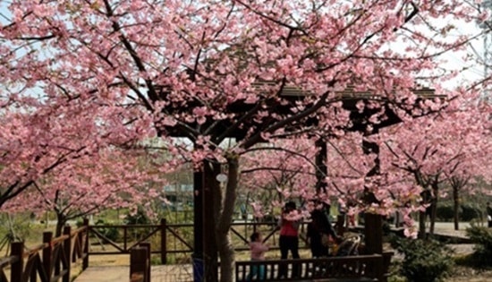 wisata bunga sakura