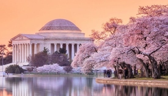 wisata bunga sakura