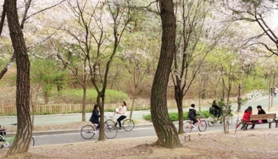 wisata bunga sakura