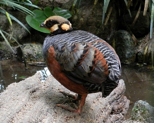 Ternak Burung Puyuh