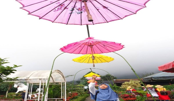 Keindahan Kebun Begonia 