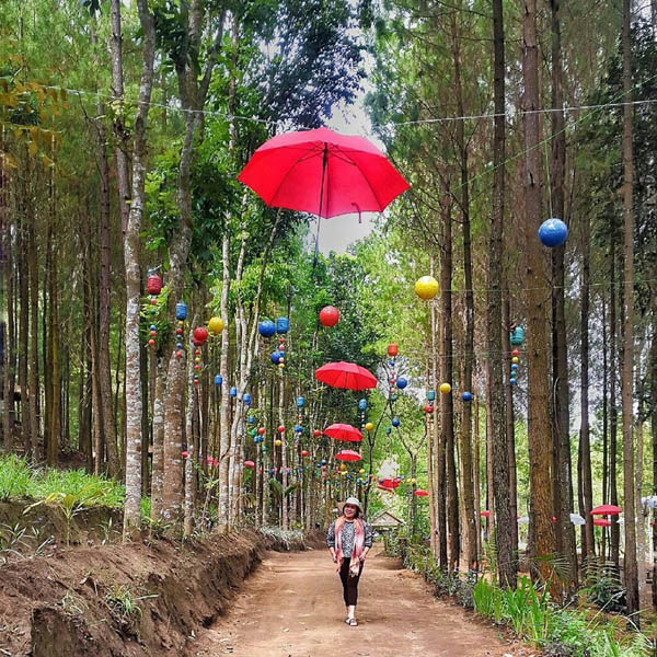 Obyek wisata Hutan Pinus 