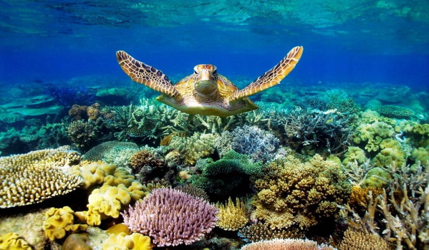 Diving Raja Ampat