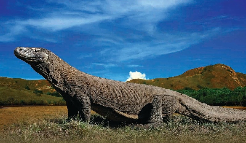 Pulau Komodo