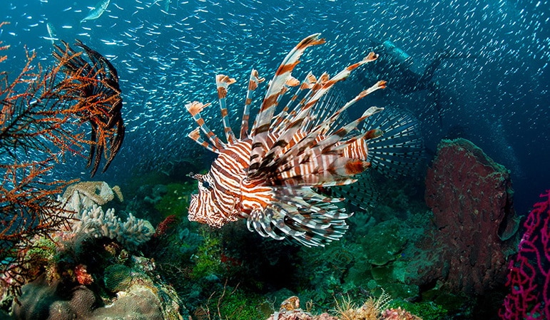 Wakatobi