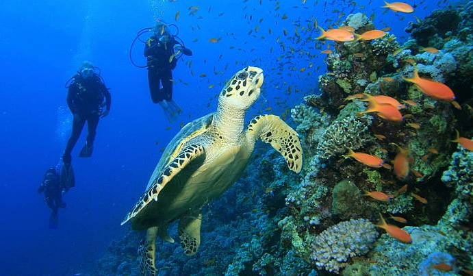 Wakatobi