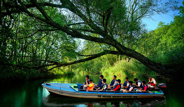 Bintan Mangrove
