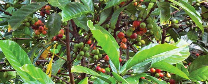 Kopi Ekselsa