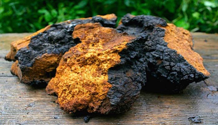 Teh chaga