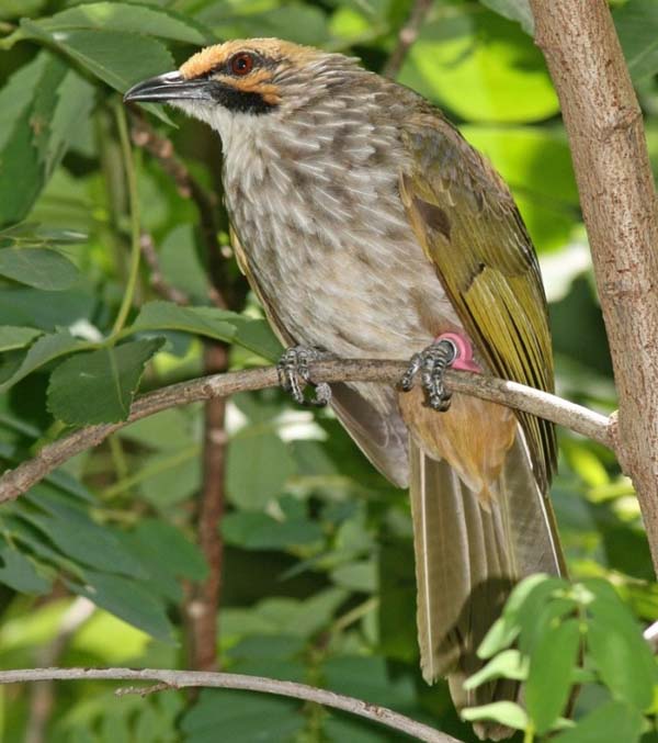 bisnis burung kicau