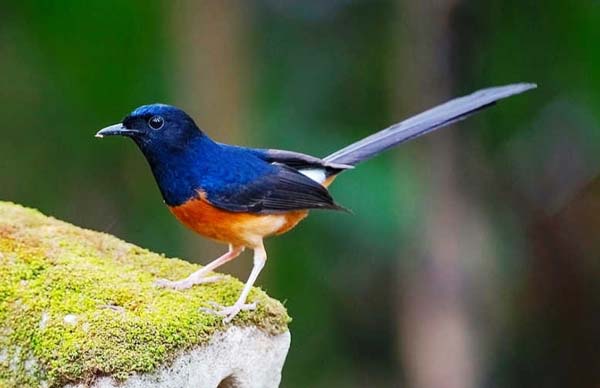 berbisnis burung kicau