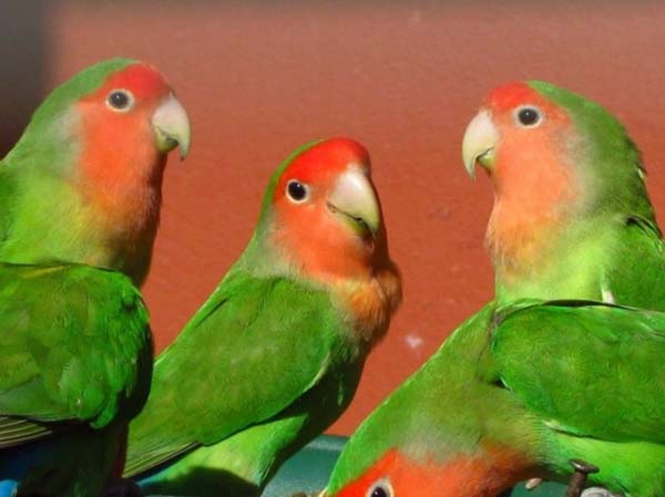 berbisnis burung kicau