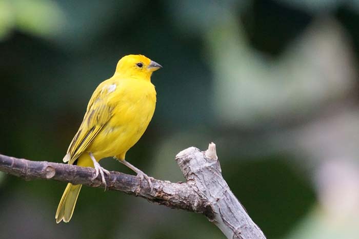 Bisnis Burung Kicau