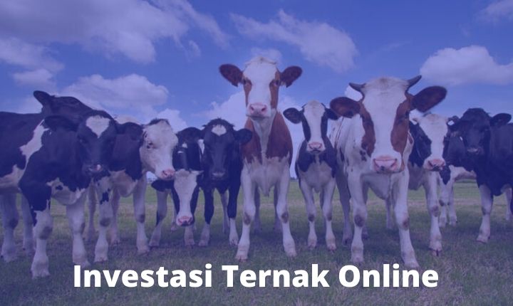 Investasi Ternak Online