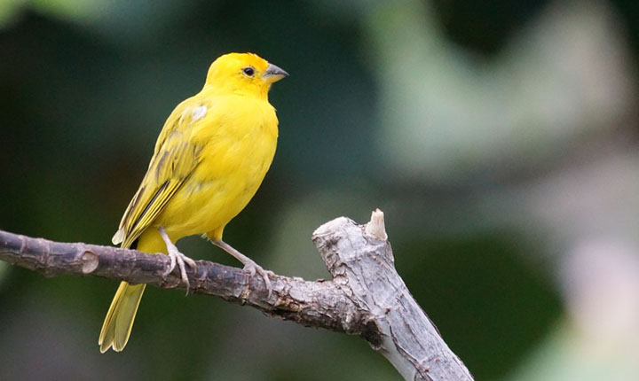 Cara Merawat Burung Kenari