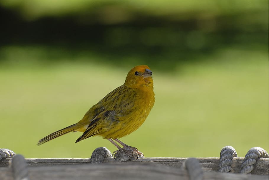Perawatan burung kenari