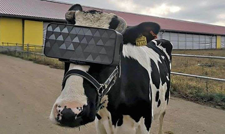 Sapi Headset VR