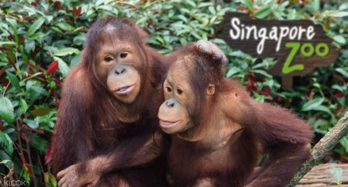 Singapore Zoo
