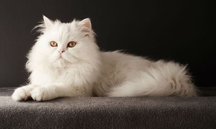 jenis kucing persia
