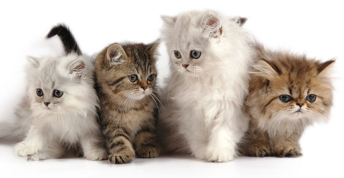 Jenis kucing persia