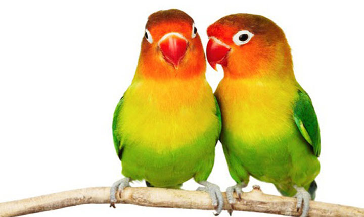 Merangsang Kicau Burung Lovebird