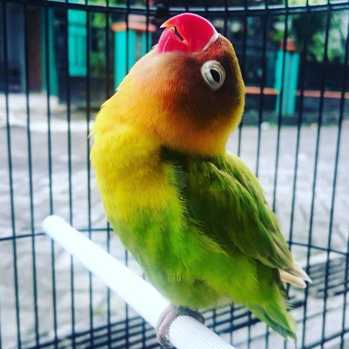 Merangsang Kicau Burung Lovebird