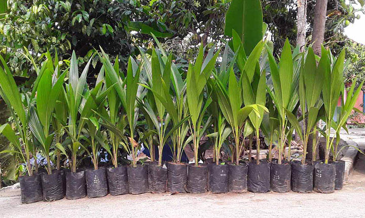 bibit kelapa kopyor