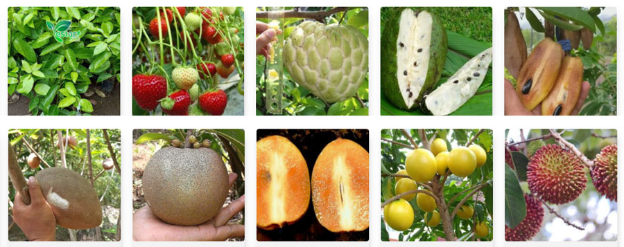 Jual Bibit Tanaman Buah Unggul