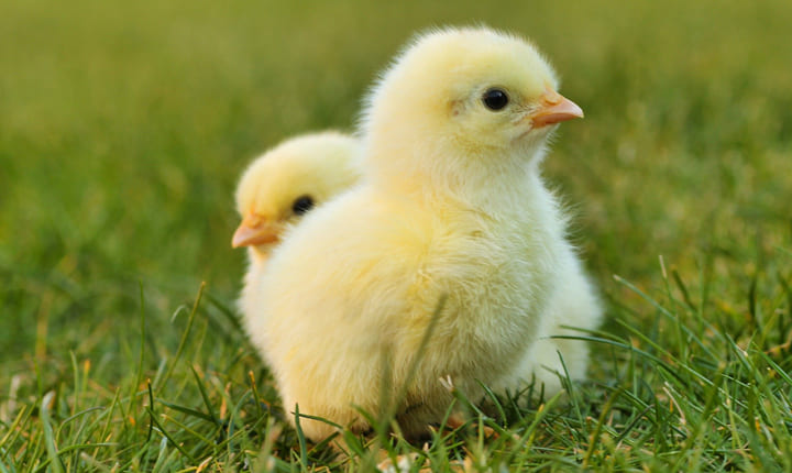 ayam