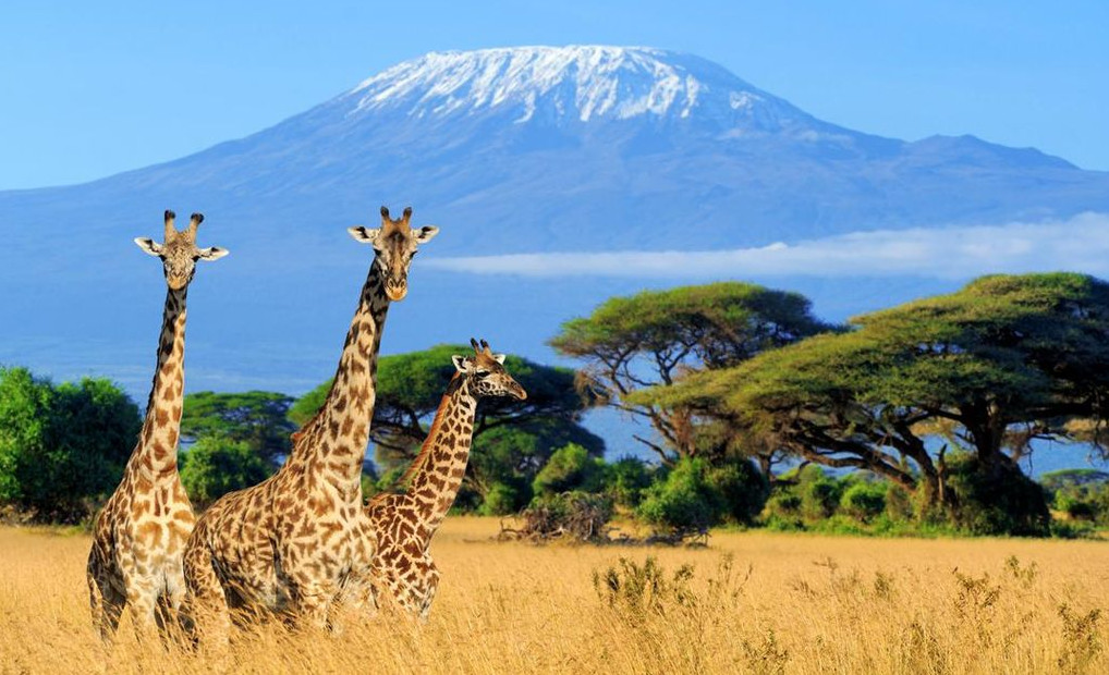 Taman nasional Kilimanjaro