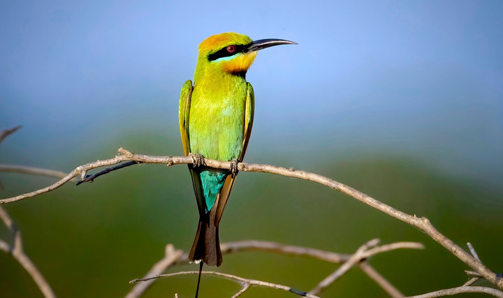 Darwind bird